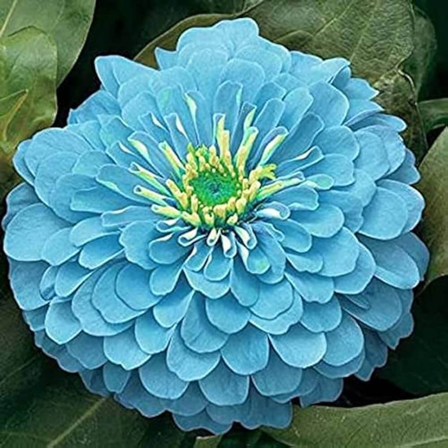 Sky Blue Zinnia Seeds