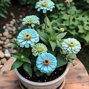 Sky Blue Zinnia Seeds
