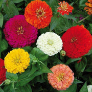 Vibrant Blooms Zinnia Seeds