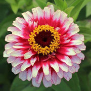 Vibrant White Pink Zinnia Seeds