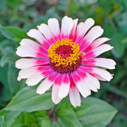 Vibrant White Pink Zinnia Seeds