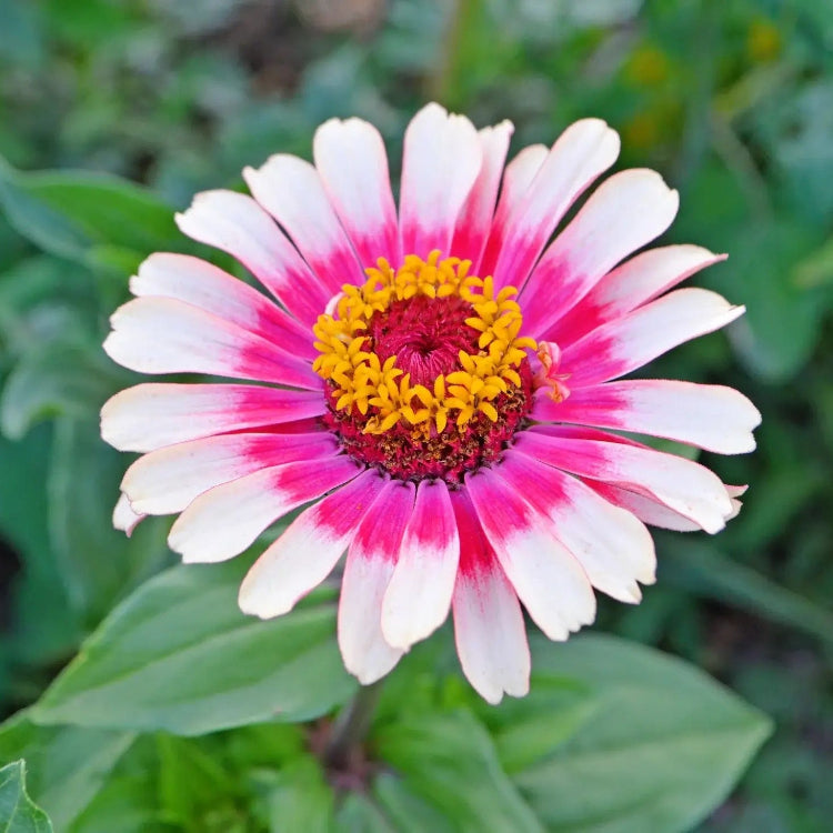 Vibrant White Pink Zinnia Seeds