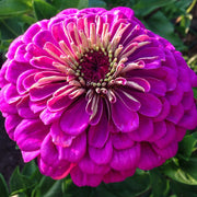 Violet Queen Zinnia Seeds