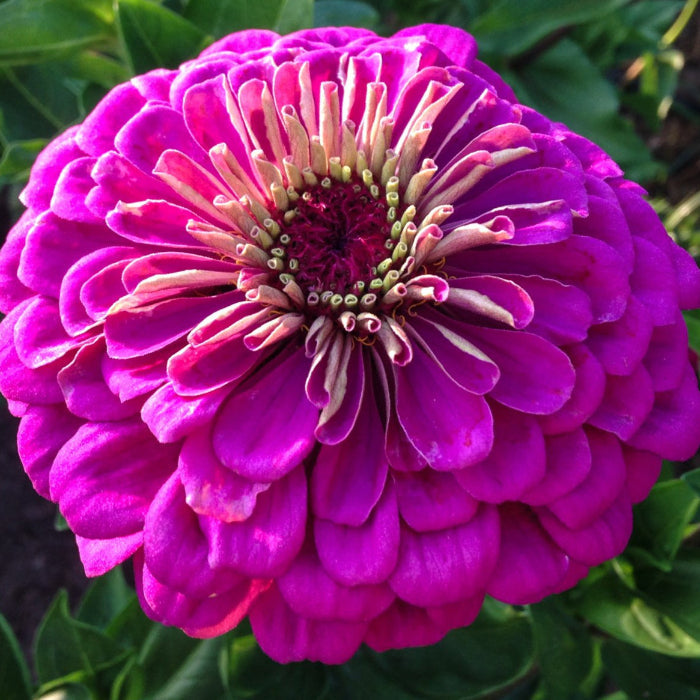 Violet Queen Zinnia Seeds