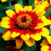 Yellow Red Zinnia Seeds