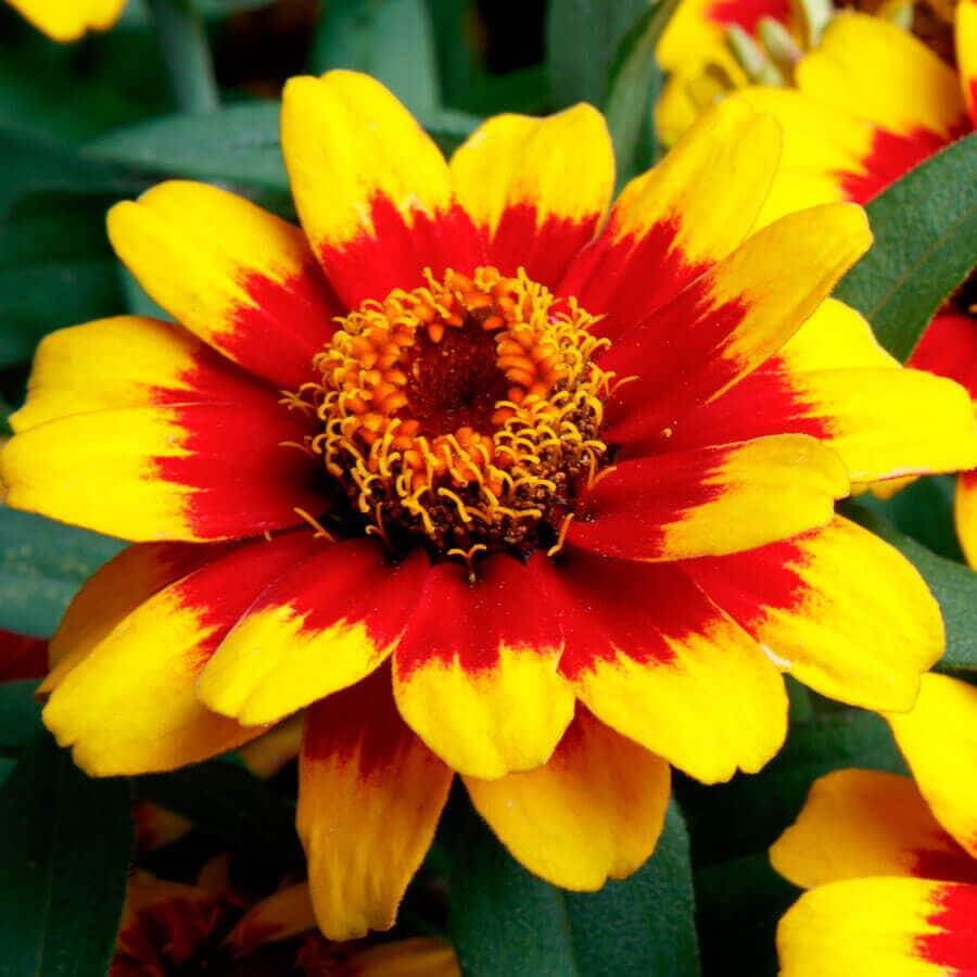 Yellow Red Zinnia Seeds