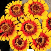 Yellow Red Zinnia Seeds