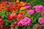 Zinnia Seeds – Zinnia elegans