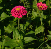 Zinnia Seeds – Zinnia elegans