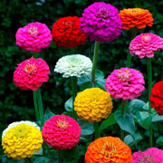 Vibrant Blooms Zinnia Seeds