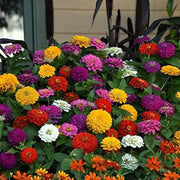 Vibrant Blooms Zinnia Seeds