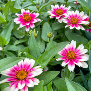 Vibrant White Pink Zinnia Seeds