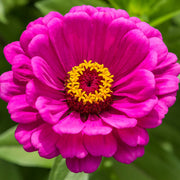 Violet Queen Zinnia Seeds