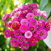 Violet Queen Zinnia Seeds
