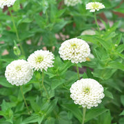 White Zinnia Seeds