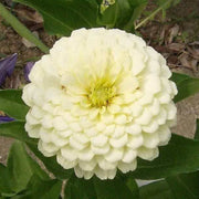 White Zinnia Seeds