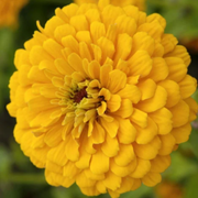 Yellow Zinnia Seeds