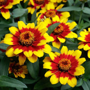 Yellow Red Zinnia Seeds