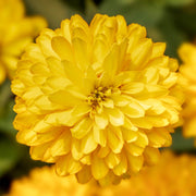 Yellow Zinnia Seeds