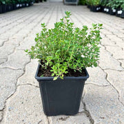 Zitrone Thyme Seeds, Herbal