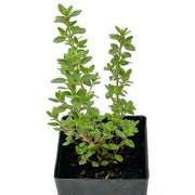 Zitrone Thyme Seeds, Herbal