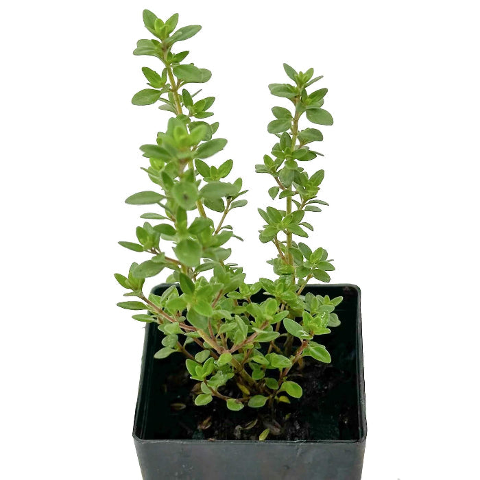 Zitrone Thyme Seeds, Herbal