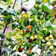 Zizyphus Jujube Seeds