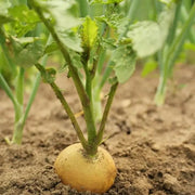 Zlata Radish Seeds