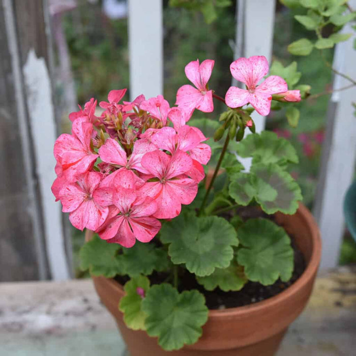 Zonal Geranium Seeds