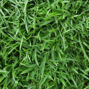 Emerald Zoysia Seeds -Turf Lawn Seeds