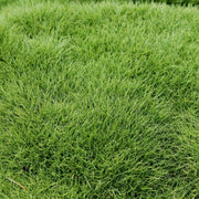 Emerald Zoysia Seeds -Turf Lawn Seeds