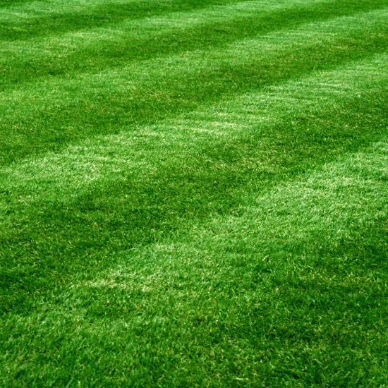 Zoysia Grass Seeds - Turf Lawn Seed
