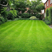 Zoysia Grass Seeds - Turf Lawn Seed