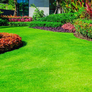 Zoysia Grass Seeds - Turf Lawn Seed