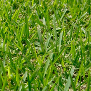 Zoysia Grass Seeds - Turf Lawn Seed