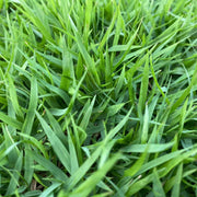Japonica Lawn Grass Zoysia Seeds, Dense Turf for Yard Use