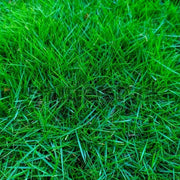 Japonica Lawn Grass Zoysia Seeds, Dense Turf for Yard Use
