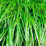 Turf Lawn Zoysia Japonica Seeds - Flower Plant