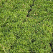 Turf Lawn Zoysia Japonica Seeds - Flower Plant
