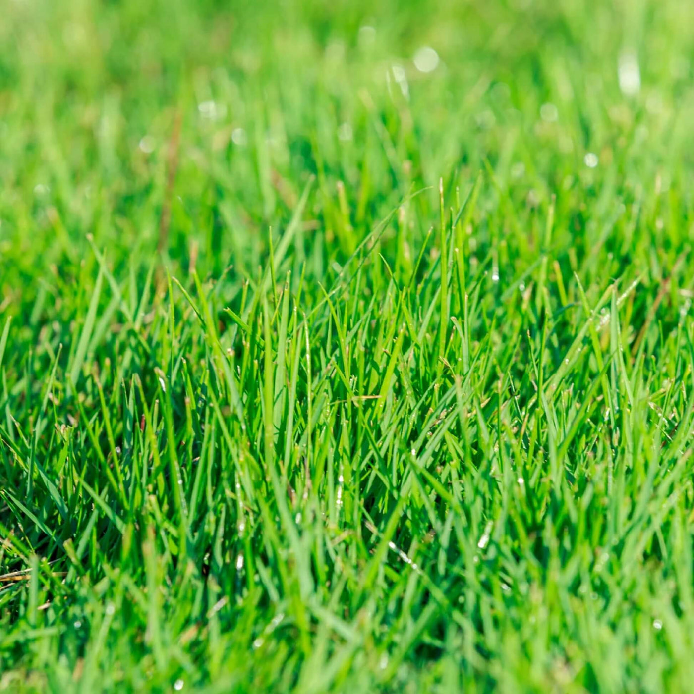 Turf Lawn Zoysia Japonica Seeds - Flower Plant