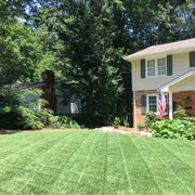 Turf Lawn Zoysia Japonica Seeds - Flower Plant