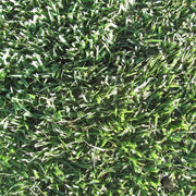 Turf Lawn Zoysia Japonica Seeds - Flower Plant