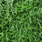 Lawn Grass Zoysia Seeds, Turf Lawn