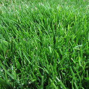 Lawn Grass Zoysia Seeds, Turf Lawn