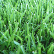 Premium Turf for Lawns Zoysia Seeds, Turf Lawn