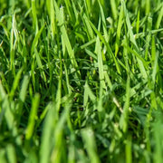 Premium Turf for Lawns Zoysia Seeds, Turf Lawn
