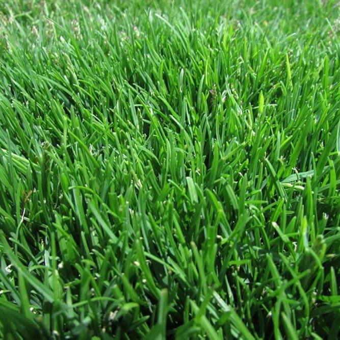 Emerald Zoysia Seeds -Turf Lawn Seeds