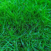 Japonica Lawn Grass Zoysia Seeds, Dense Turf for Yard Use