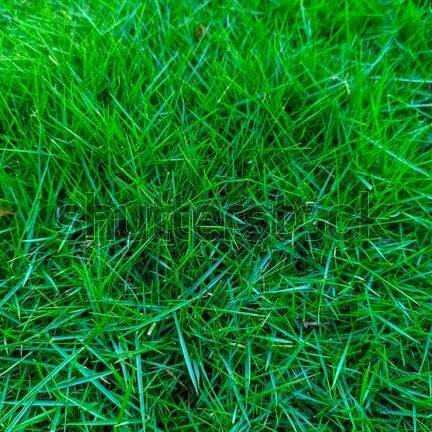Japonica Lawn Grass Zoysia Seeds, Dense Turf for Yard Use
