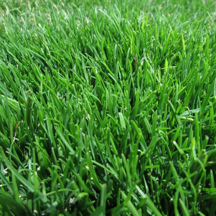 Lawn Grass Zoysia Seeds, Turf Lawn